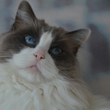 Floyd - noël 2016 - Chatterie Ragdolls du Val de Beauvoir